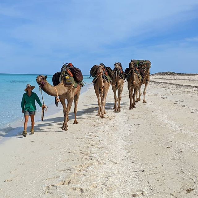 sophie and her camels