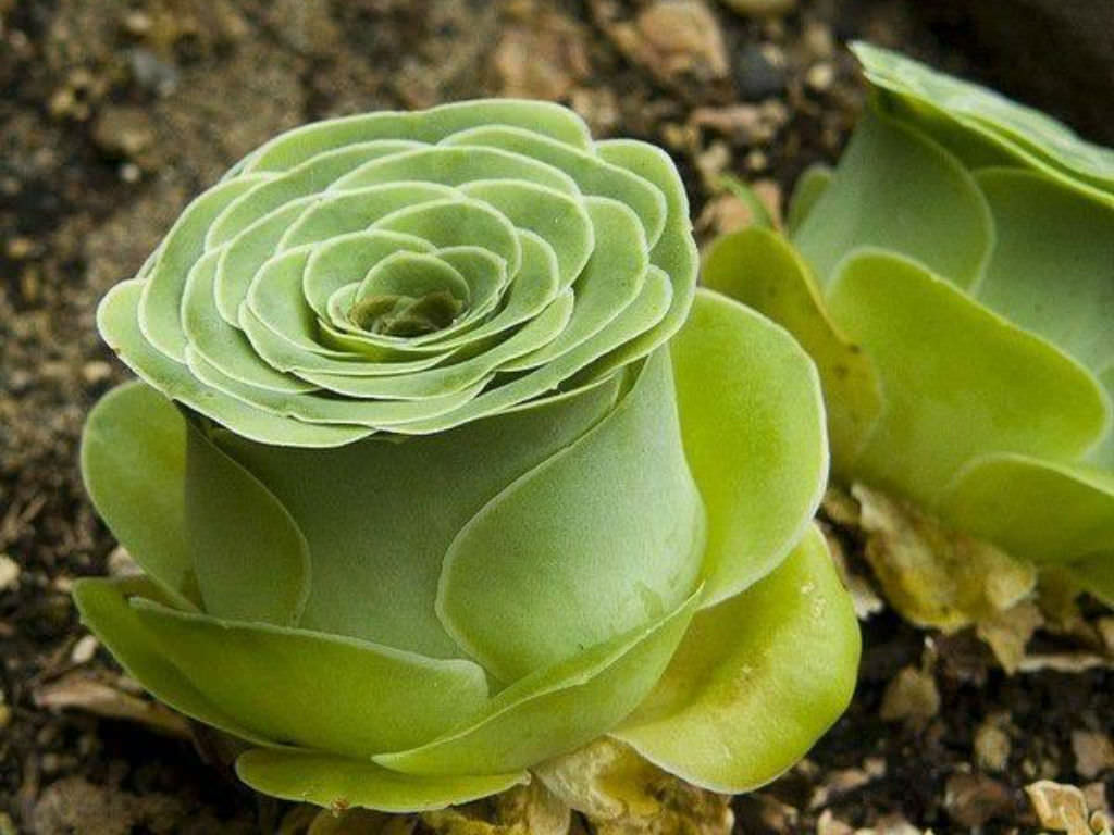 Greenovia dodrantalis