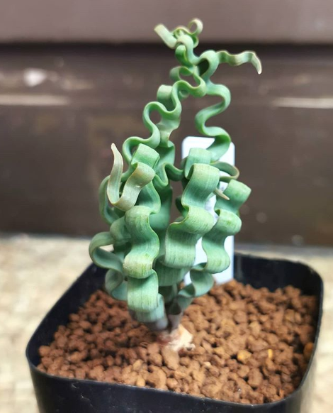 Trachyandra tortilis