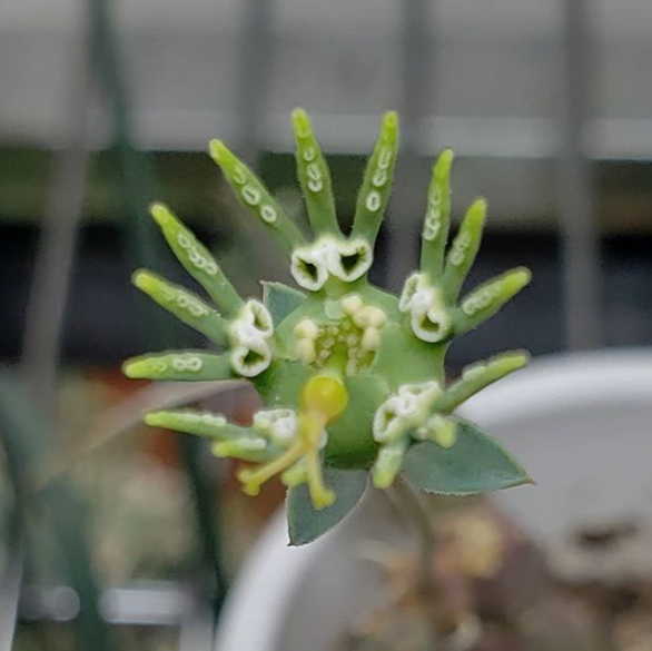 Euphorbia globosa