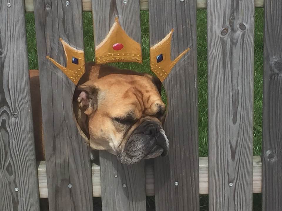 winston fence