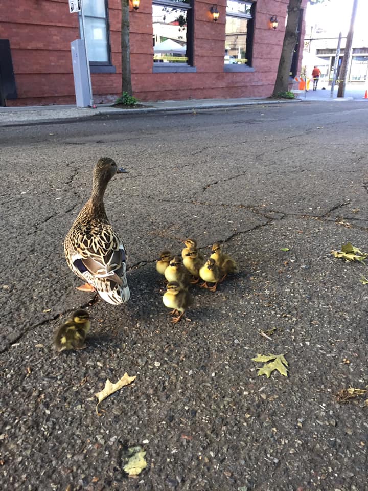 ballard mallard duckling drop