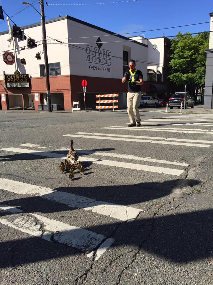 ballard mallard duckling drop