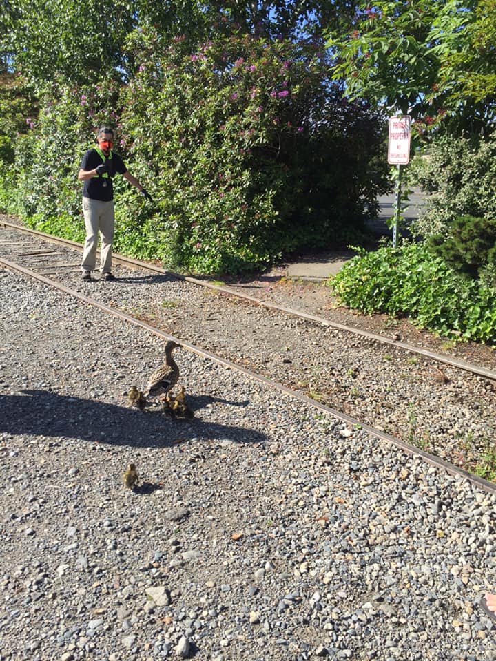 ballard mallard duckling drop