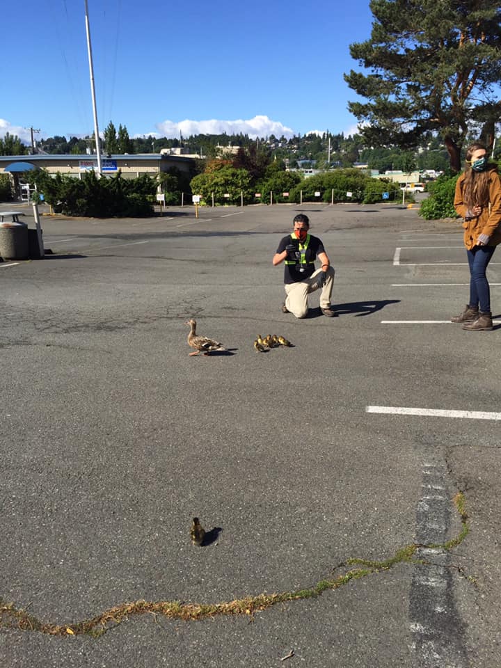 ballard mallard duckling drop