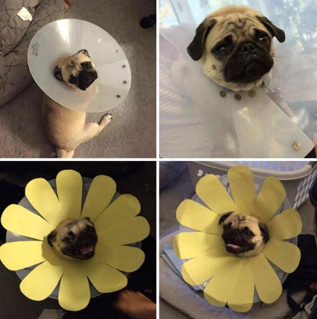 cone of shame