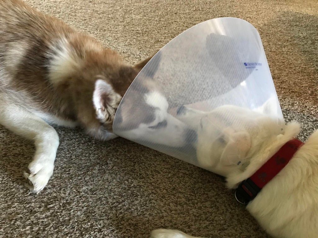 cone of shame