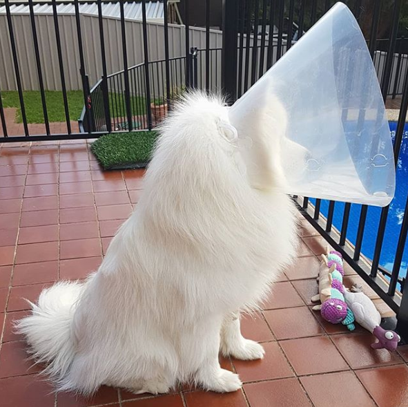 cone of shame