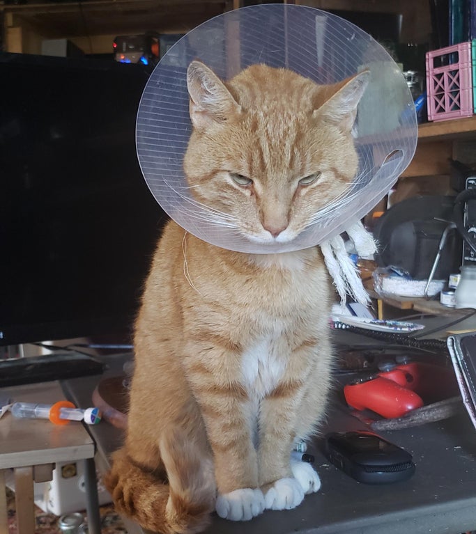 cone of shame