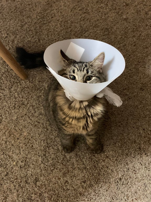 cone of shame