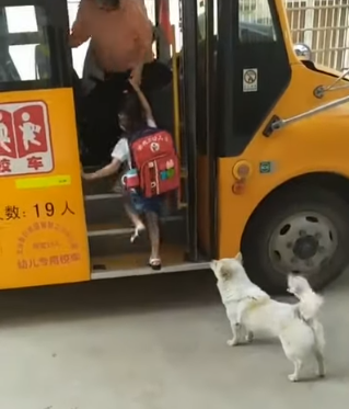 dog takes girl to school bus
