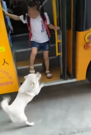 dog welcomes girl home