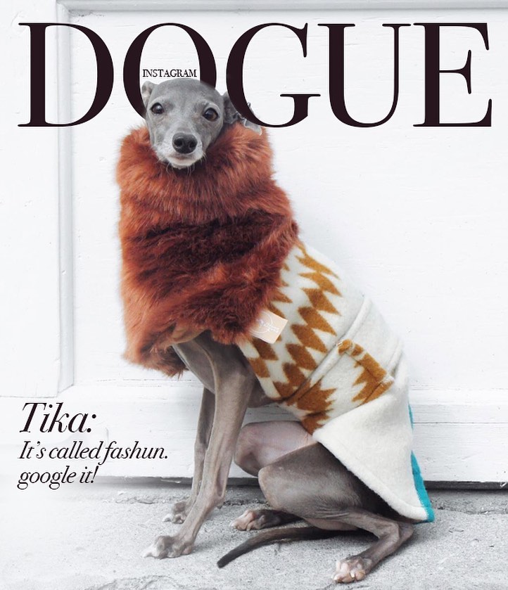 dogue dogs