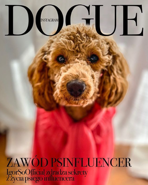 dogue dogs
