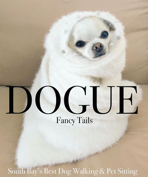 dogue dogs