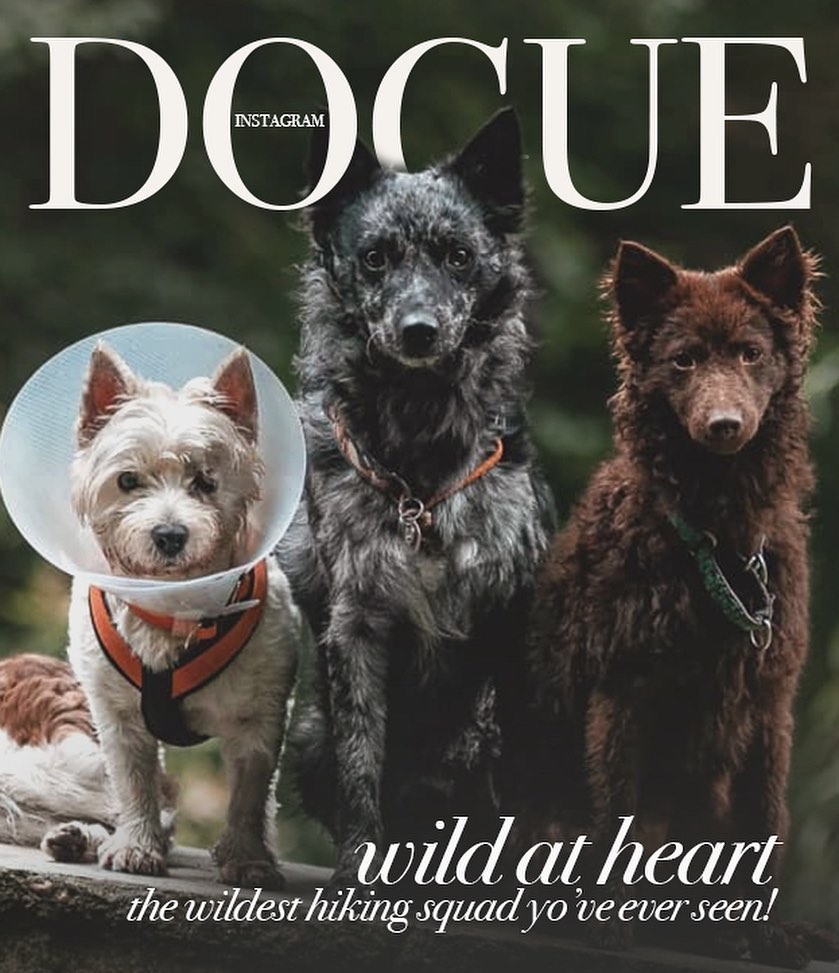 dogue dogs