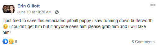 pit bull facebook post
