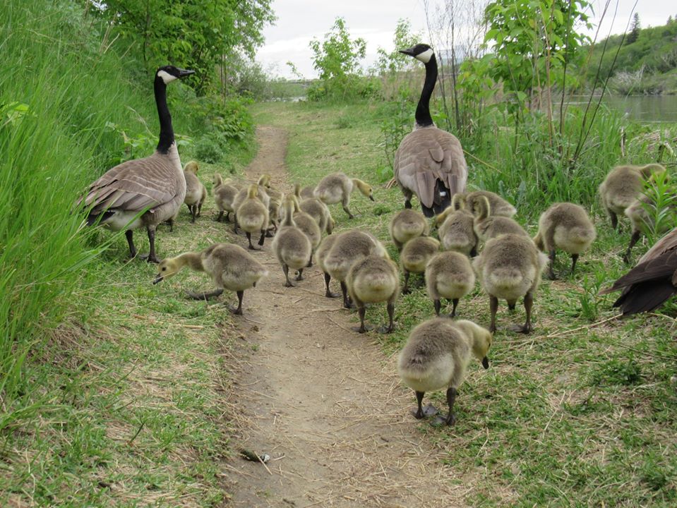 geese and goslings
