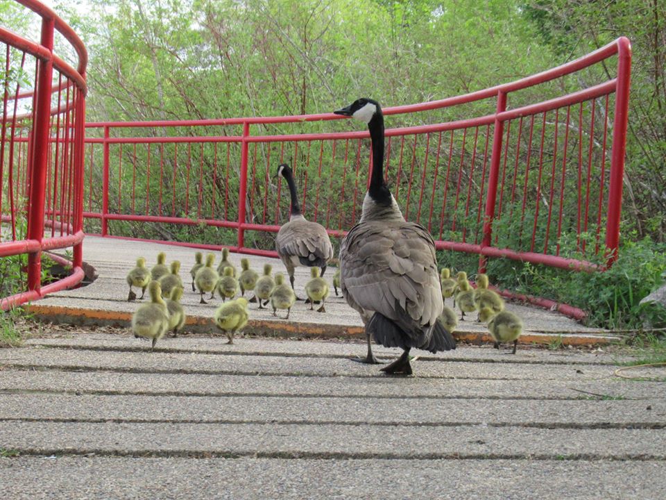 geese and goslings