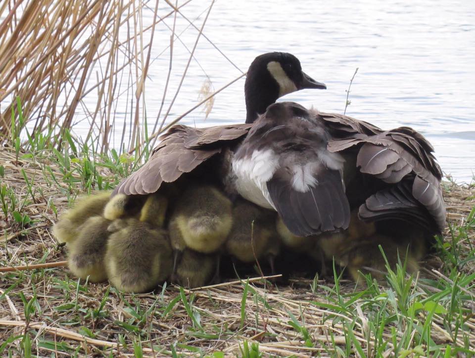 goose and goslings