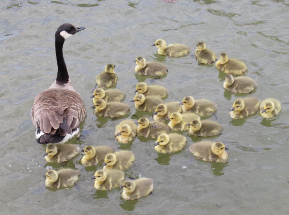 goose and goslings