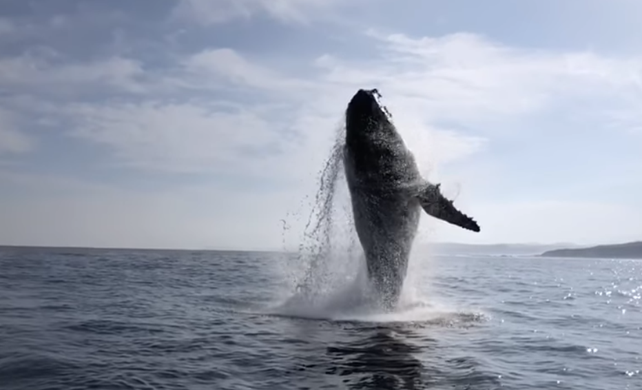 humpback whale breaching