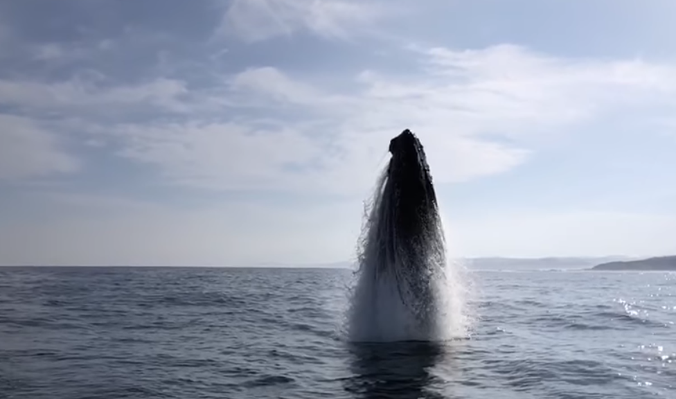 humpback whale breaching