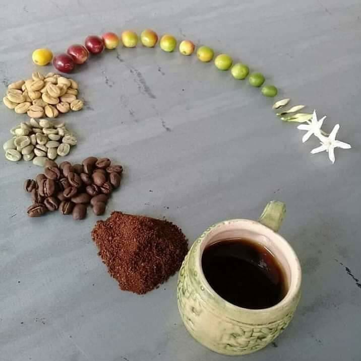coffee bean life cycle