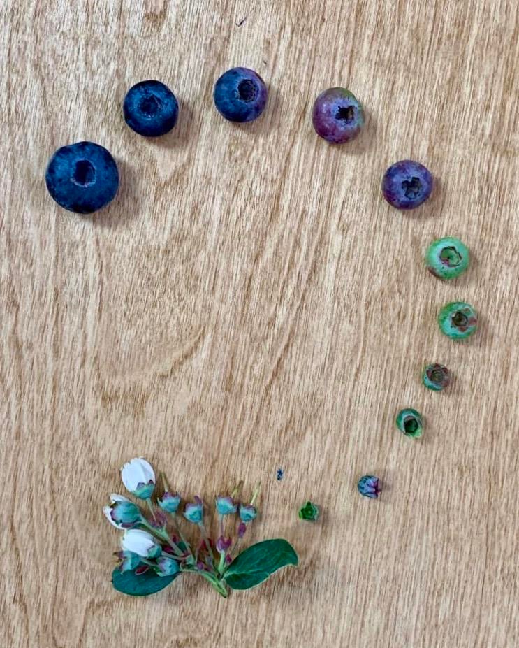 blueberry life cycle