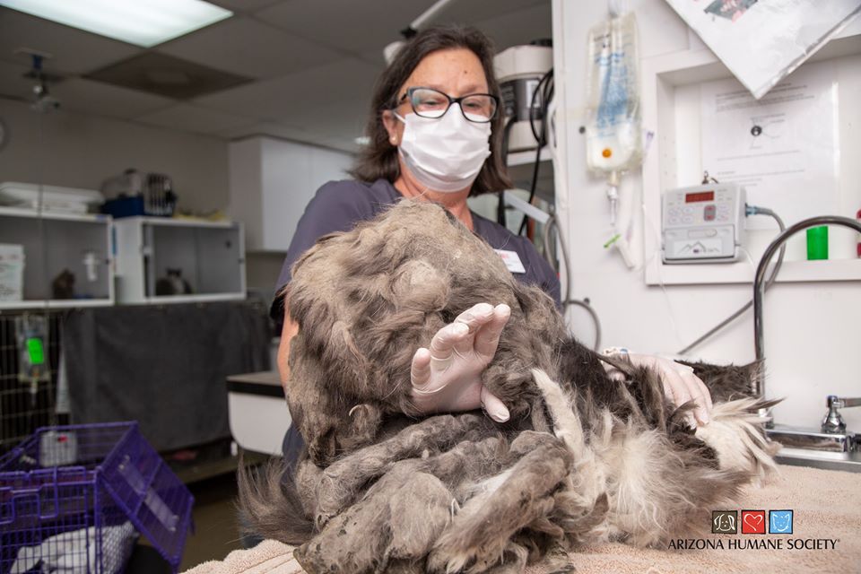 fluffer with matted fur