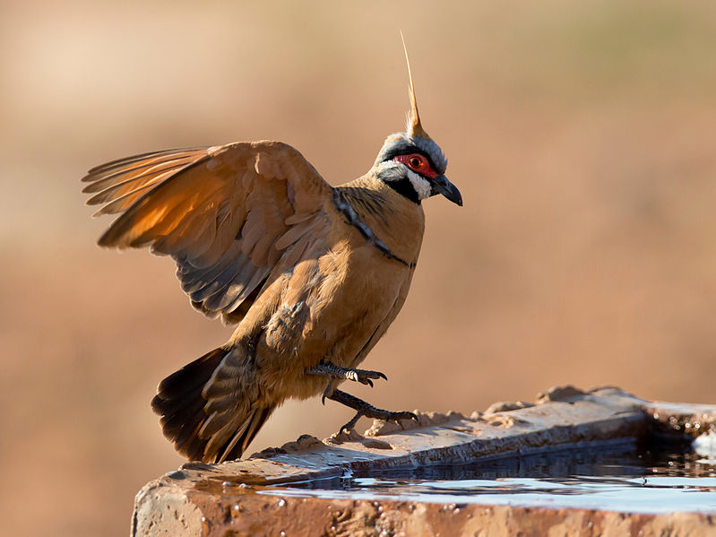 spinifex pigeon