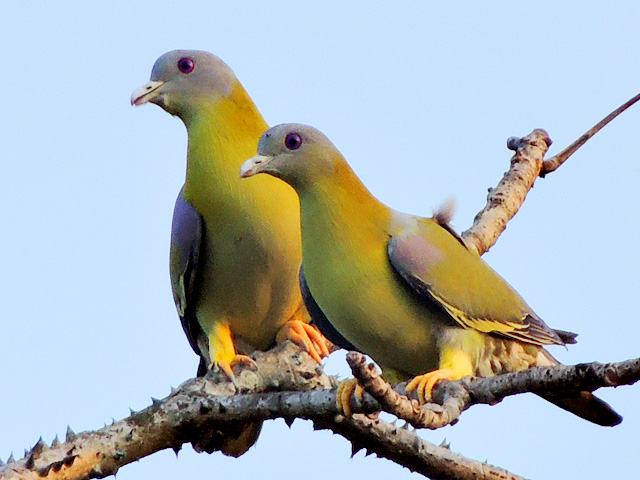 yellow-footed green pigeons