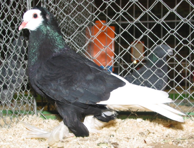 south german monk pigeon
