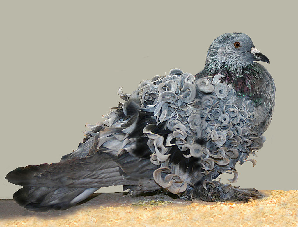 blue bar frillback pigeon