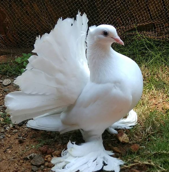 indian fantail pigeon
