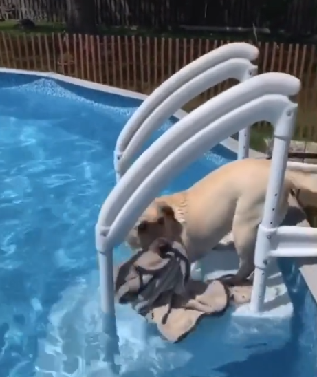 winnie takes blanket into pool