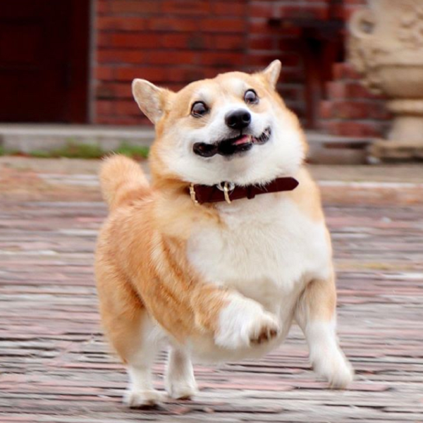 Crazy corgi sales