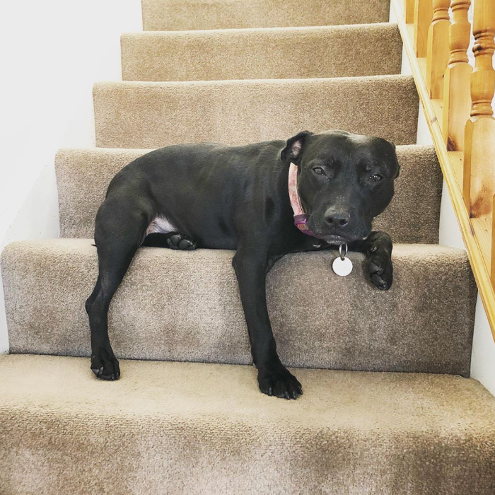 Stair Sitting Pup