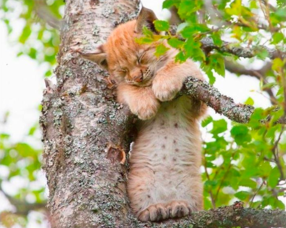 cat in tree