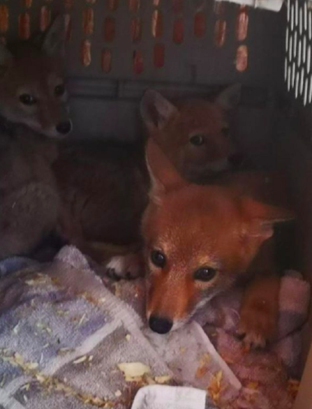 coyote pups