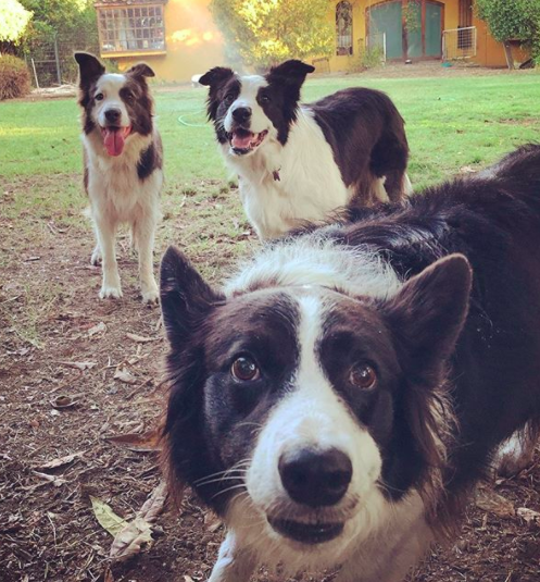 border collies