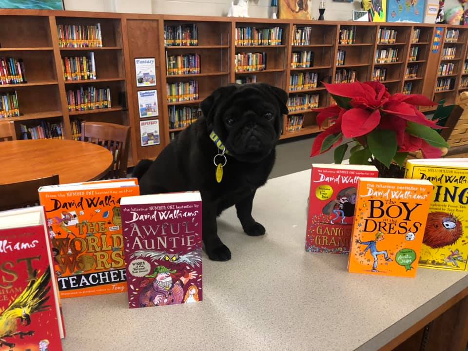 booker t pug with books
