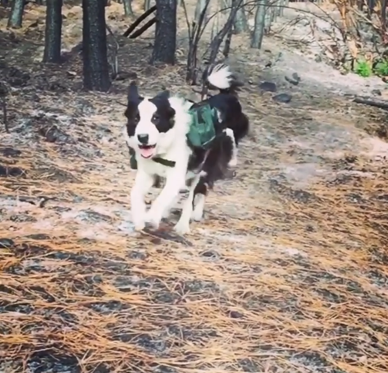 running dog with backpack