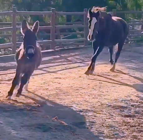 donkey and mustang