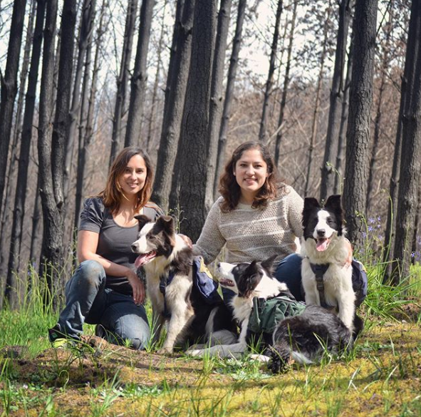 francisca constanza and the dogs