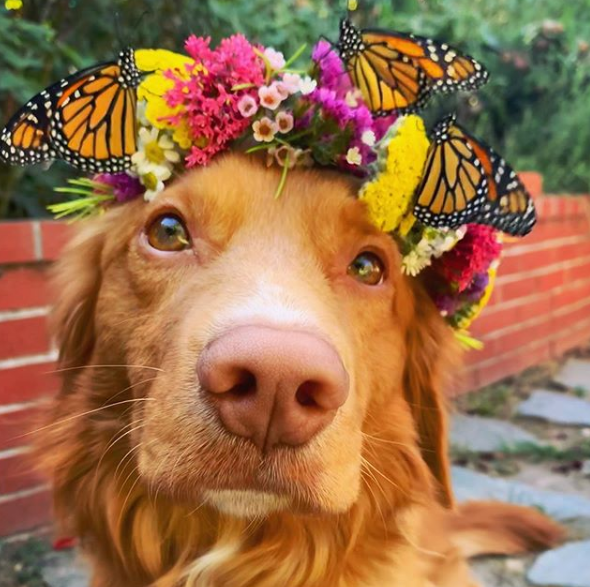 milo in butterfly flower crown