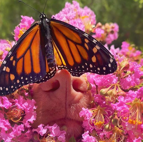 milo sniffs butterfly