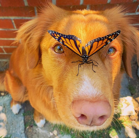 milo with butterfly