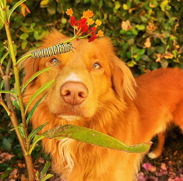 milo with caterpillar