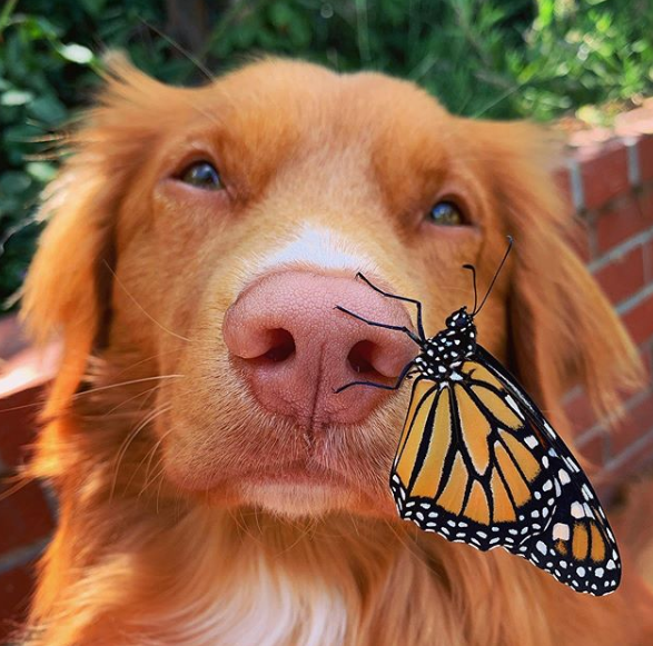 milo with butterfly